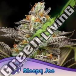 3 UND FEM - SLEEPY JOE ANESIA SEEDS 3 FEMINIZADAS