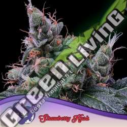 3 UND FEM - STRAWBERRY KUSH ANESIA SEEDS 3 FEMINIZADAS