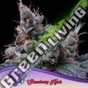 3 UND FEM - STRAWBERRY KUSH ANESIA SEEDS 3 FEMINIZADAS