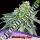 3 UND FEM - STRAWBERRY TREE ANESIA SEEDS 3 FEMINIZADAS