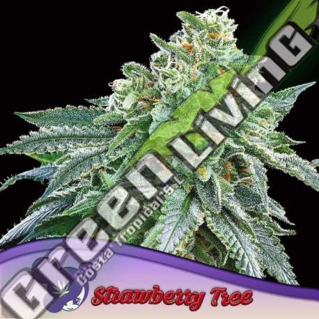 3 UND FEM - STRAWBERRY TREE ANESIA SEEDS 3 FEMINIZADAS