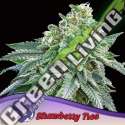 3 UND FEM - STRAWBERRY TREE ANESIA SEEDS 3 FEMINIZADAS