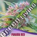 3 UND FEM - PANAMA RED ANESIA SEEDS 3 FEMINIZADAS