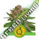 5 UND FEM - PURPLE QUEEN AUTO ROYAL QUEEN 5 UND FEMINIZADA