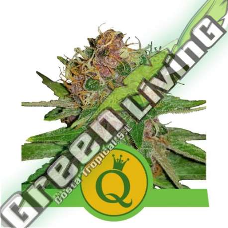 5 UND FEM - PURPLE QUEEN AUTO ROYAL QUEEN 5 UND FEMINIZADA
