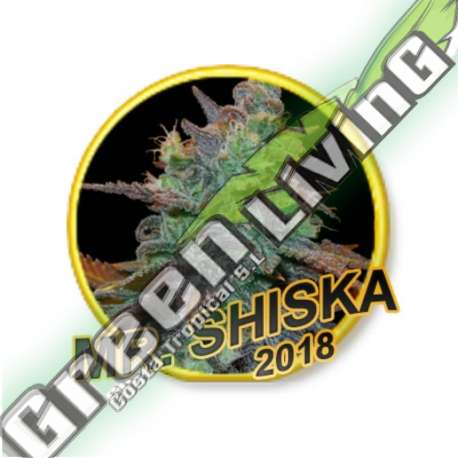7 UND REG - MR SHISKA (USA STRAINS) MR. HIDE SEEDS 7 UND REG