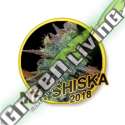 7 UND REG - MR SHISKA (USA STRAINS) MR. HIDE SEEDS 7 UND REG