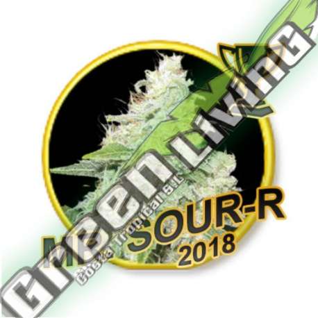 7 UND REG - MR SOUR-R (USA STRAINS) MR. HIDE SEEDS 7 UND REG