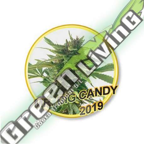 7 UND REG - MR BIG CANDY (USA STRAINS) MR. HIDE SEEDS 7 UND REG