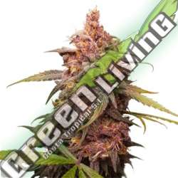 5 UND FEM - PURPLE PUNCH SEEDSTOCKERS 5 UND FEMINIZADAS