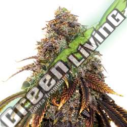 5 UND FEM - GELATO 41 SEEDSTOCKERS 5 UND FEMINIZADAS