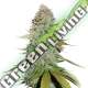 5 UND FEM - GORILLA GLUE SEEDSTOCKERS 5 UND FEMINIZADAS