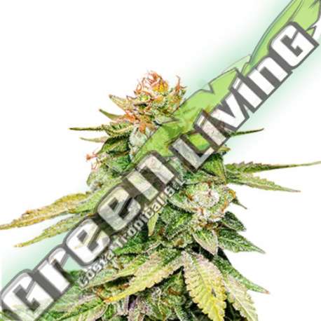 5 UND FEM - GORILLA GLUE AUTO SEEDSTOCKERS 5 UND FEMINIZADAS