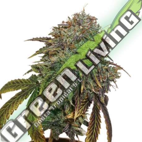 5 UND FEM - GELATO 41 AUTO SEEDSTOCKERS 5 UND FEMINIZADAS