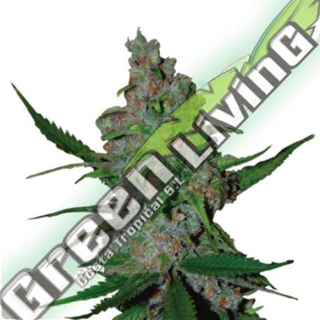 5 UND FEM - GELATO 41 FAST FEM SEEDSTOCKERS 5 UND FEMINIZADAS