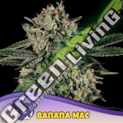 3 UND FEM - BANANA MAC ANESIA SEEDS 3 FEMINIZADAS