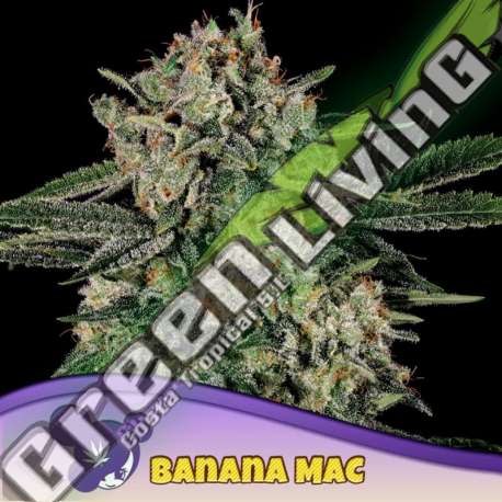 3 UND FEM - BANANA MAC ANESIA SEEDS 3 FEMINIZADAS