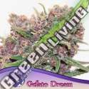 3 UND FEM - GELATO DREAM ANESIA SEEDS 3 FEMINIZADAS