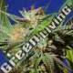 5 UND FEM - GORILLA COOKIES ORIGINAL SENSIBLE 5 UND FEMINIZADAS