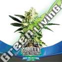 4 UND FEM - GORILLA GLUE FASTER BSF SEEDS 4 UND FEMINIZADAS