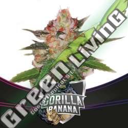 4 UND FEM - GORILLA BANANA - DRAFT LINE BSF SEEDS 4 UND FEMINIZADAS