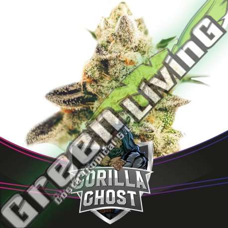 4 UND FEM - GORILLA GHOST - DRAFT LINE BSF SEEDS 4 UND FEMINIZADAS