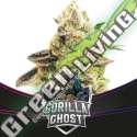 4 UND FEM - GORILLA GHOST - DRAFT LINE BSF SEEDS 4 UND FEMINIZADAS