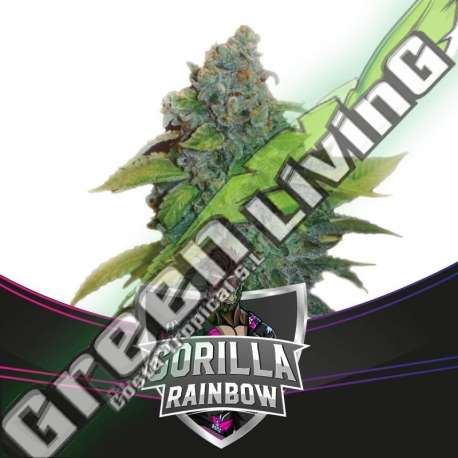 4 UND FEM - GORILLA RAINBOWS - DRAFT LINE BSF SEEDS 4 UND FEMINIZADAS