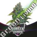 4 UND FEM - GORILLA RAINBOWS - DRAFT LINE BSF SEEDS 4 UND FEMINIZADAS