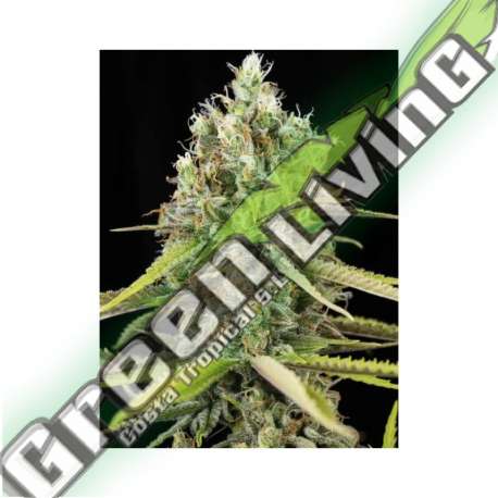 6 UND FEM - LEMON KING EVA SEEDS 6 UND FEMINIZADAS