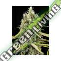 6 UND FEM - LEMON KING EVA SEEDS 6 UND FEMINIZADAS