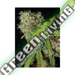 6 UND FEM - JAMAICAN DREAM CBD EVA SEEDS 6 UND FEMINIZADAS