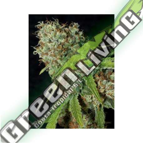 6 UND FEM - JAMAICAN DREAM CBD EVA SEEDS 6 UND FEMINIZADAS