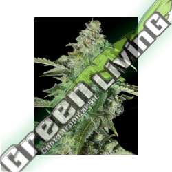 6 UND FEM - TNT KUSH CBD EVA SEEDS 6 UND FEMINIZADAS