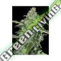 6 UND FEM - TNT KUSH CBD EVA SEEDS 6 UND FEMINIZADAS