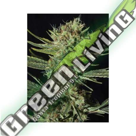 6 UND FEM - ONLY CBD EVA SEEDS 6 UND FEMINIZADAS