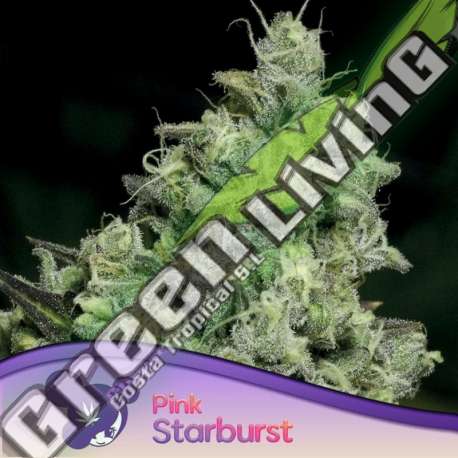 3 UND FEM - PINK STARBURST ANESIA SEEDS 3 FEMINIZADAS