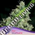 3 UND FEM - PINK STARBURST ANESIA SEEDS 3 FEMINIZADAS