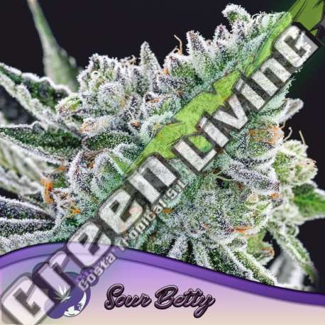 3 UND FEM - SOUR BETTY ANESIA SEEDS 3 FEMINIZADAS