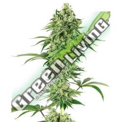 5 UND FEM - NICOLE HINDU KUSH SENSI WHITE LABEL 5 UND FEMINIZADAS