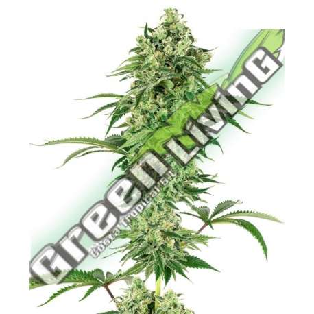 5 UND FEM - NICOLE HINDU KUSH SENSI WHITE LABEL 5 UND FEMINIZADAS