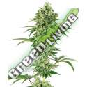 5 UND FEM - NICOLE HINDU KUSH SENSI WHITE LABEL 5 UND FEMINIZADAS
