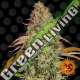 5 UND FEM - ZKITTLEZ OG AUTO BARNEY'S FARM 5 UND FEMINIZADAS
