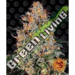 5 UND FEM - BUBBA KUSH BARNEY'S 5 UND FEMINIZADAS