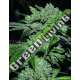 5 UND FEM - SOUR GLUE MEDICAL SEEDS 5 UND FEM