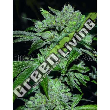 5 UND FEM - SOUR GLUE MEDICAL SEEDS 5 UND FEM