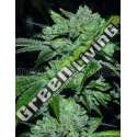 5 UND FEM - SOUR GLUE MEDICAL SEEDS 5 UND FEM