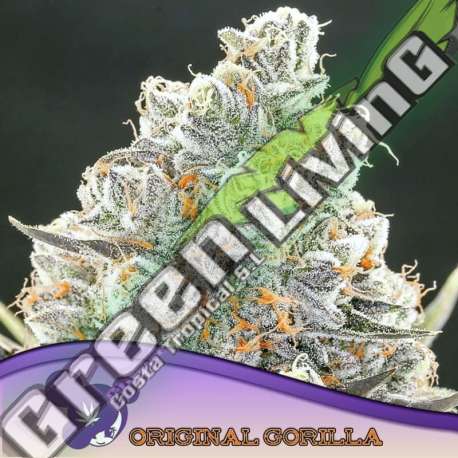 3 UND FEM - ORIGINAL GORILLA 4 ANESIA SEEDS 3 FEMINIZADAS