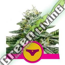 5 UND FEM - SHERBET QUEEN USA PREMIUM ROYAL QUEEN 5 UND FEMINIZADAS