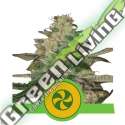 5 UND FEM - SWEET ZZ AUTO ROYAL QUEEN 5 UND FEMINIZADA